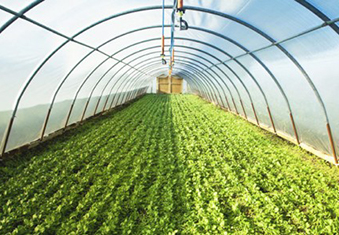 greenhouse