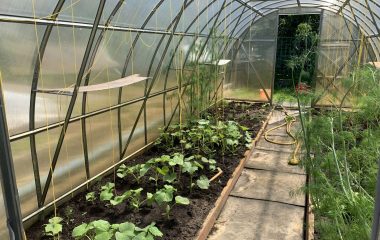 view of the interior of the greenhouse covered with polycarbonate sheets.