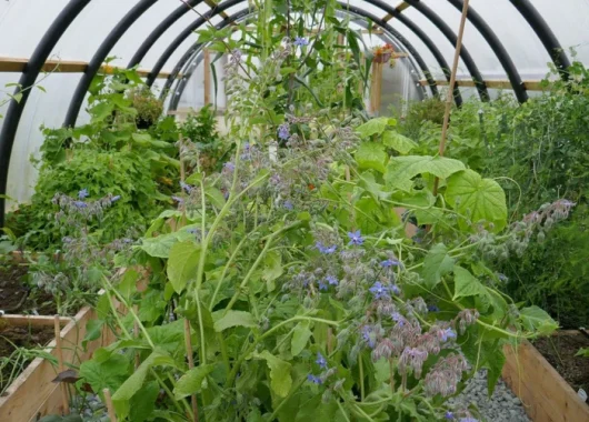 polycarbonate greenhouse